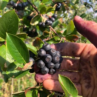 🍇 Arónia mizne! 😱 Zber arónie pomaly končí – aj napriek tohtoročnému suchu je úrody dostatok. Ekologicky pestovaná a ručne...