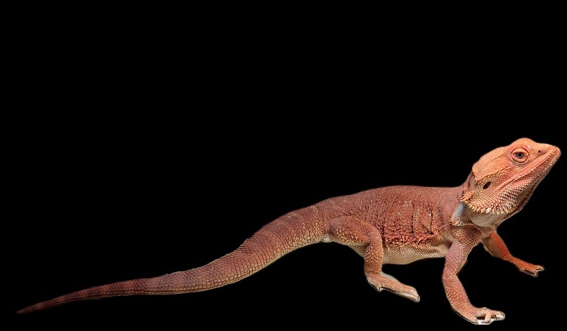 agama vousatá