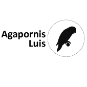 Agapornis Luis