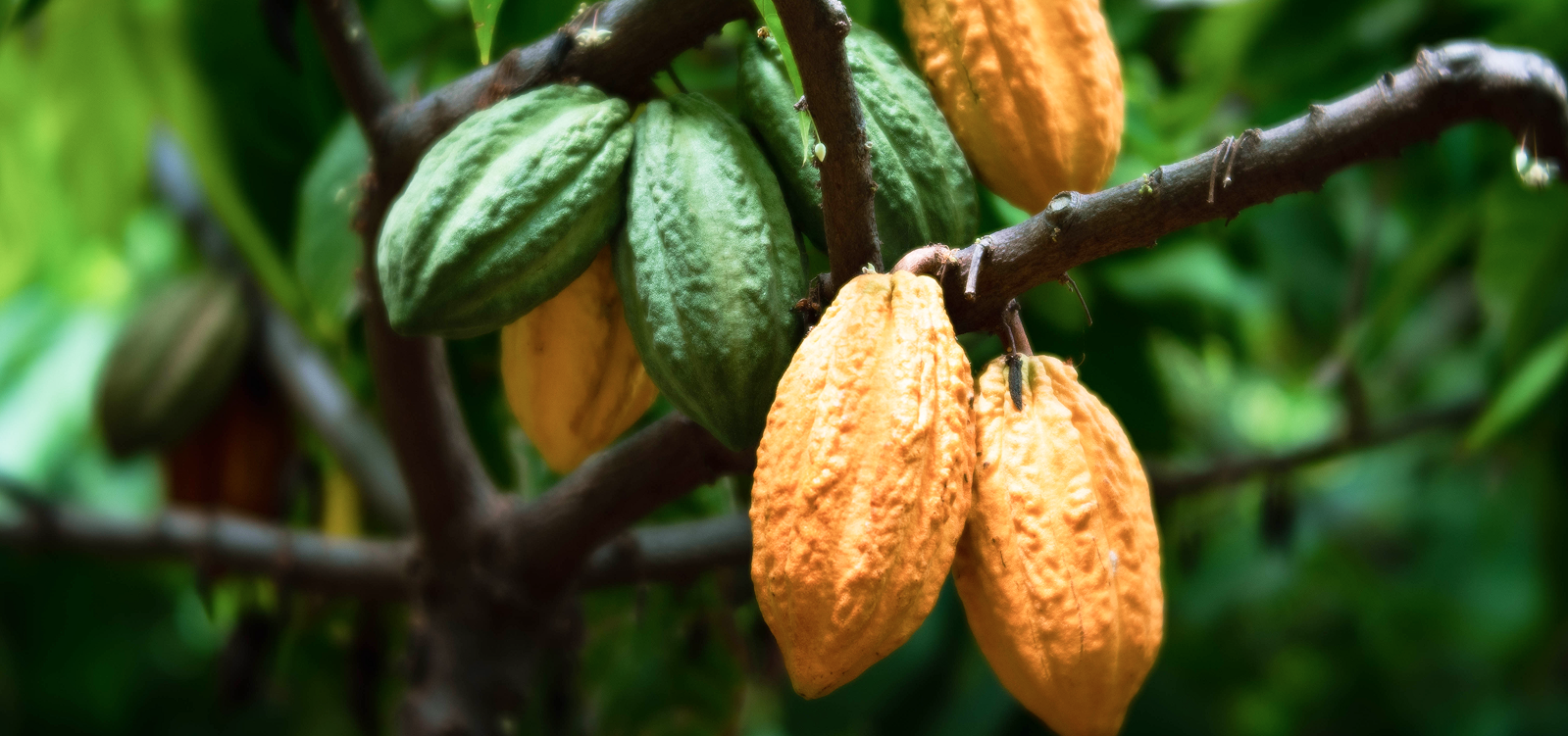 Kakaovník - Theobroma cacao