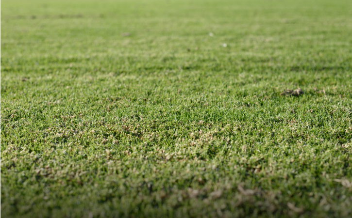 Jak připravit trávník na zimu?