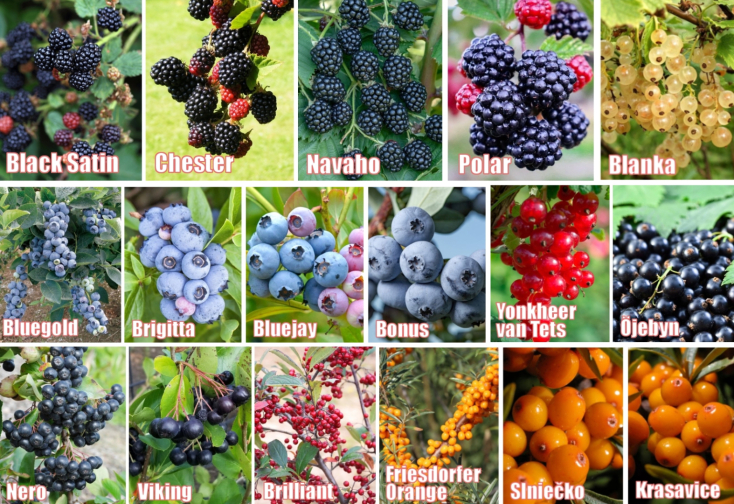 Čerstvé vitamíny priamo z Vašej záhrady!