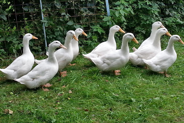 Predchované kačice - brojlerové