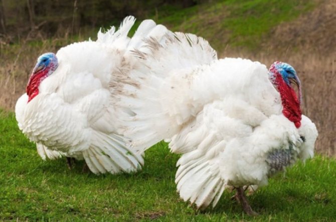 Predchované 6 týždňové morky biele, brojlerové - BIG6