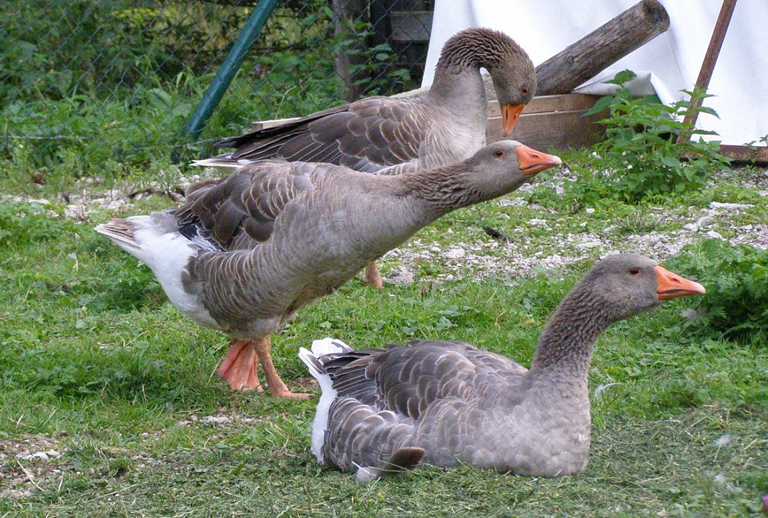 Predchované LANDESKÉ HUSI "pečienkové" šedé