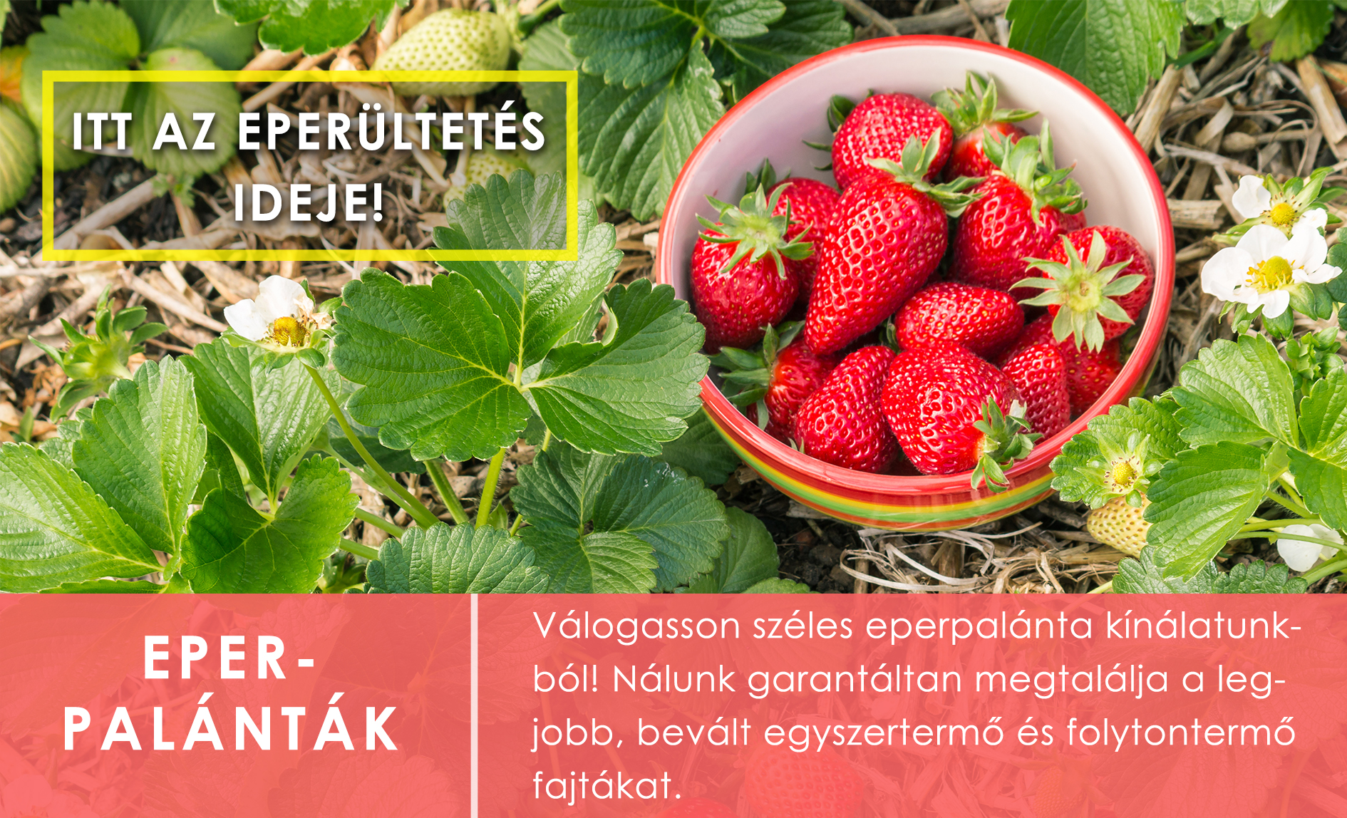 Eperpalánták
