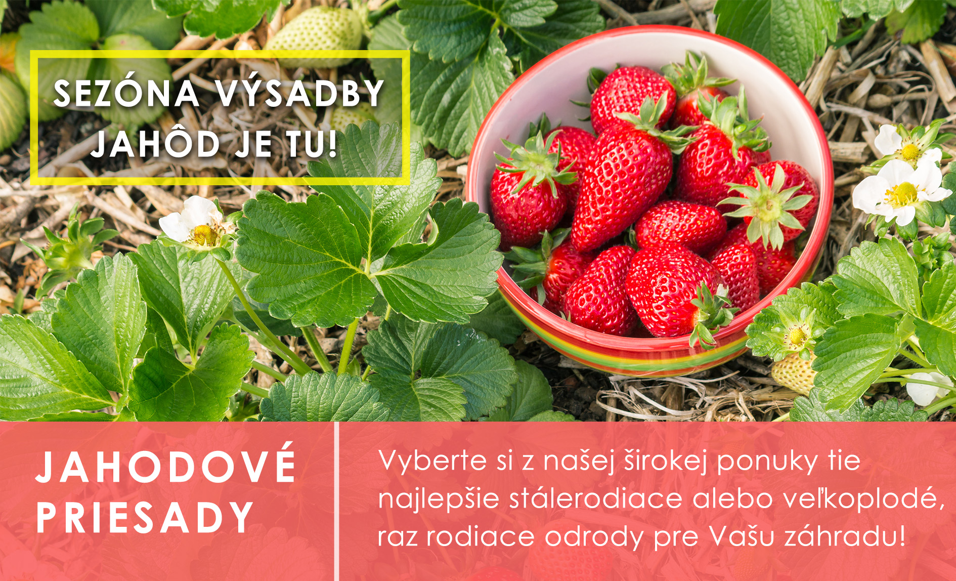 Jahodové priesady