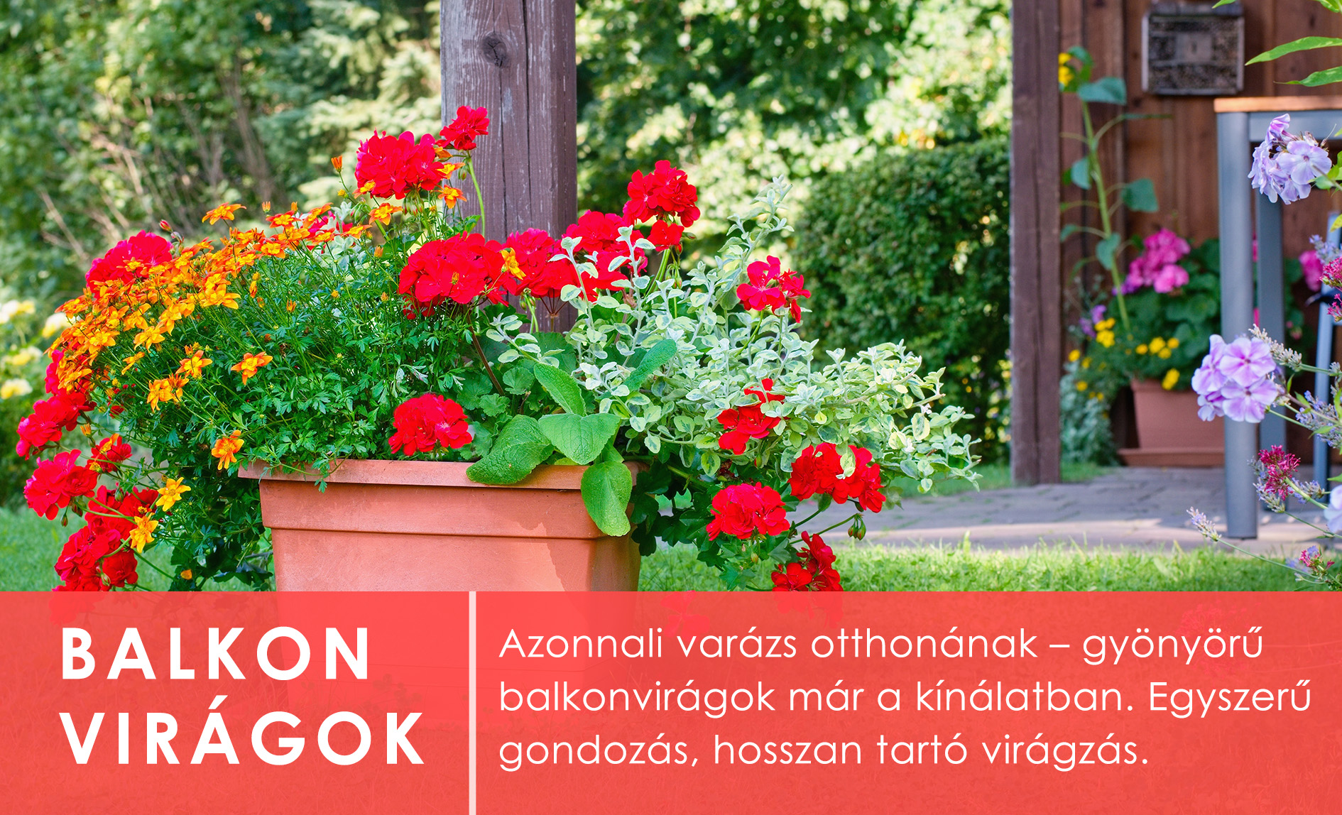 Balkonvirágok