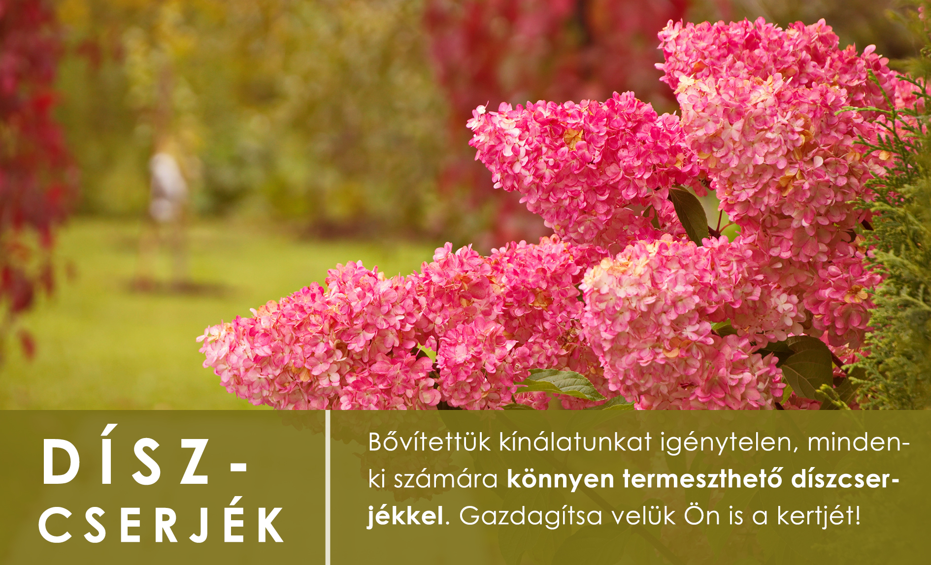 Díszcserjék