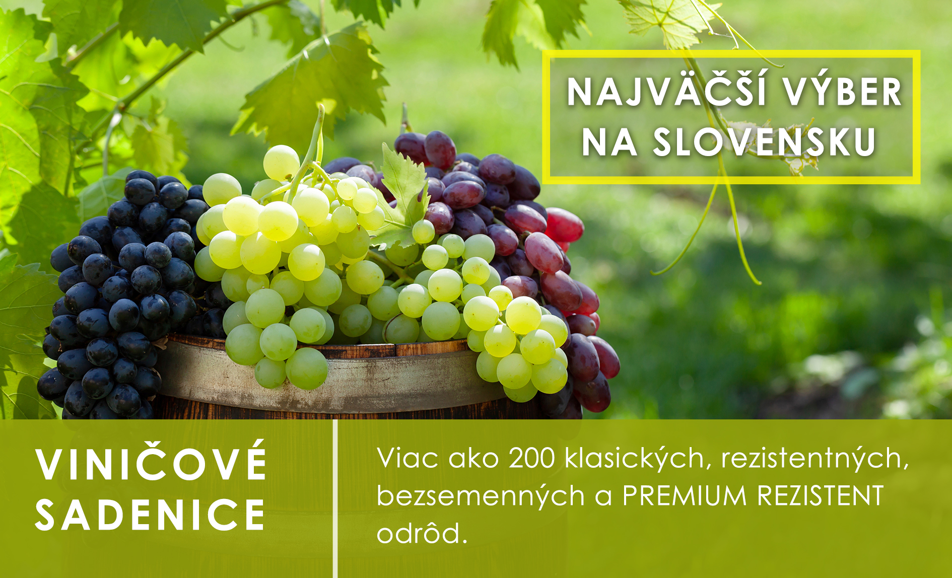 Viničové sadenice