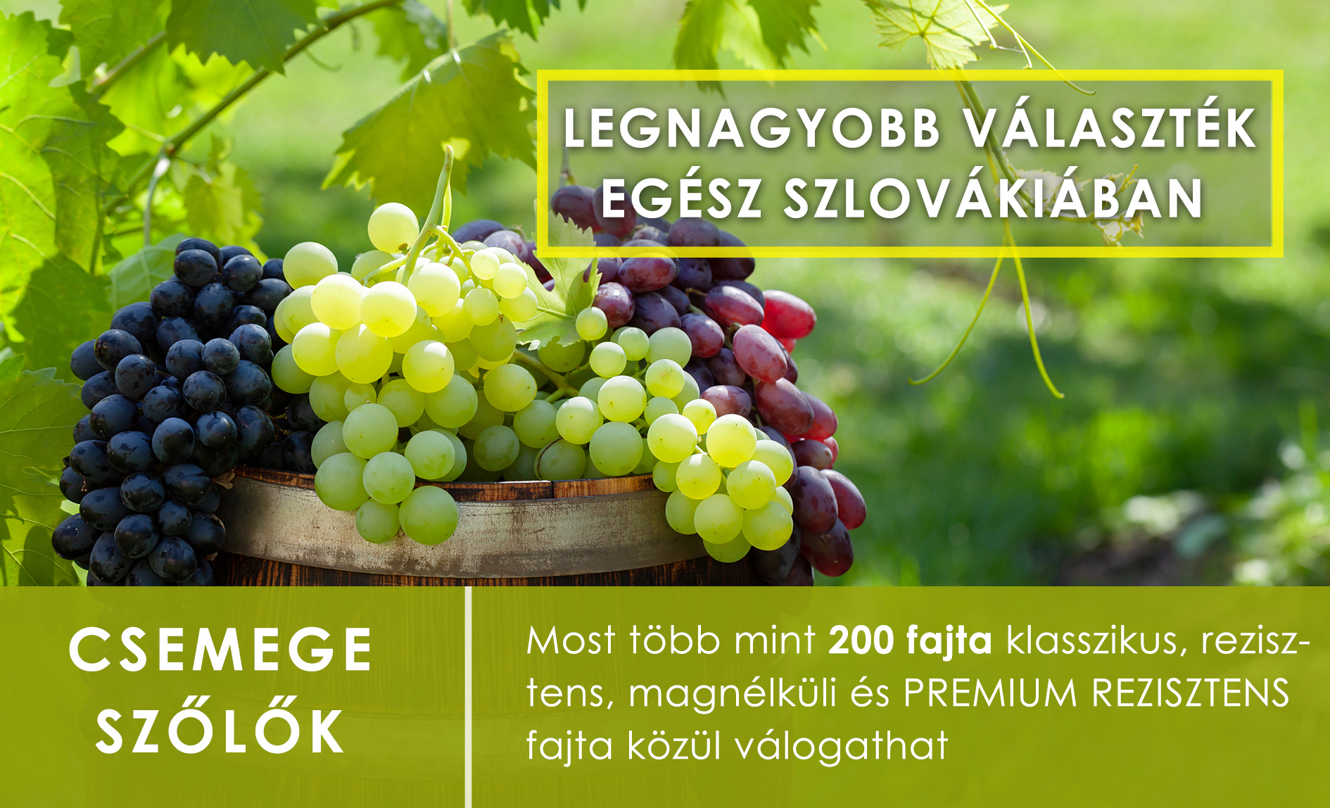 Csemegeszőlők