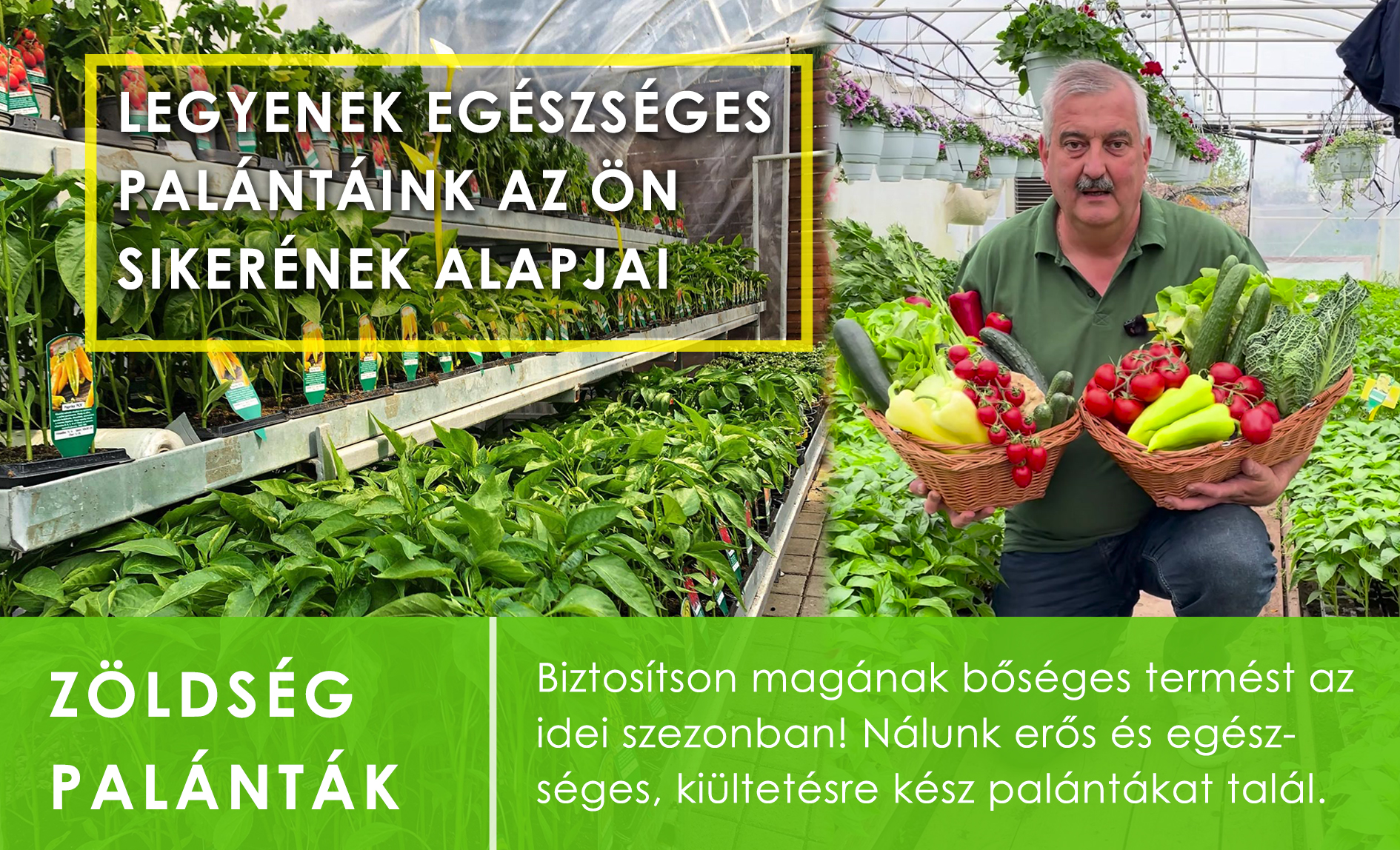 Zöldség palánták