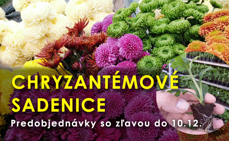 Chryzantémové sadenice