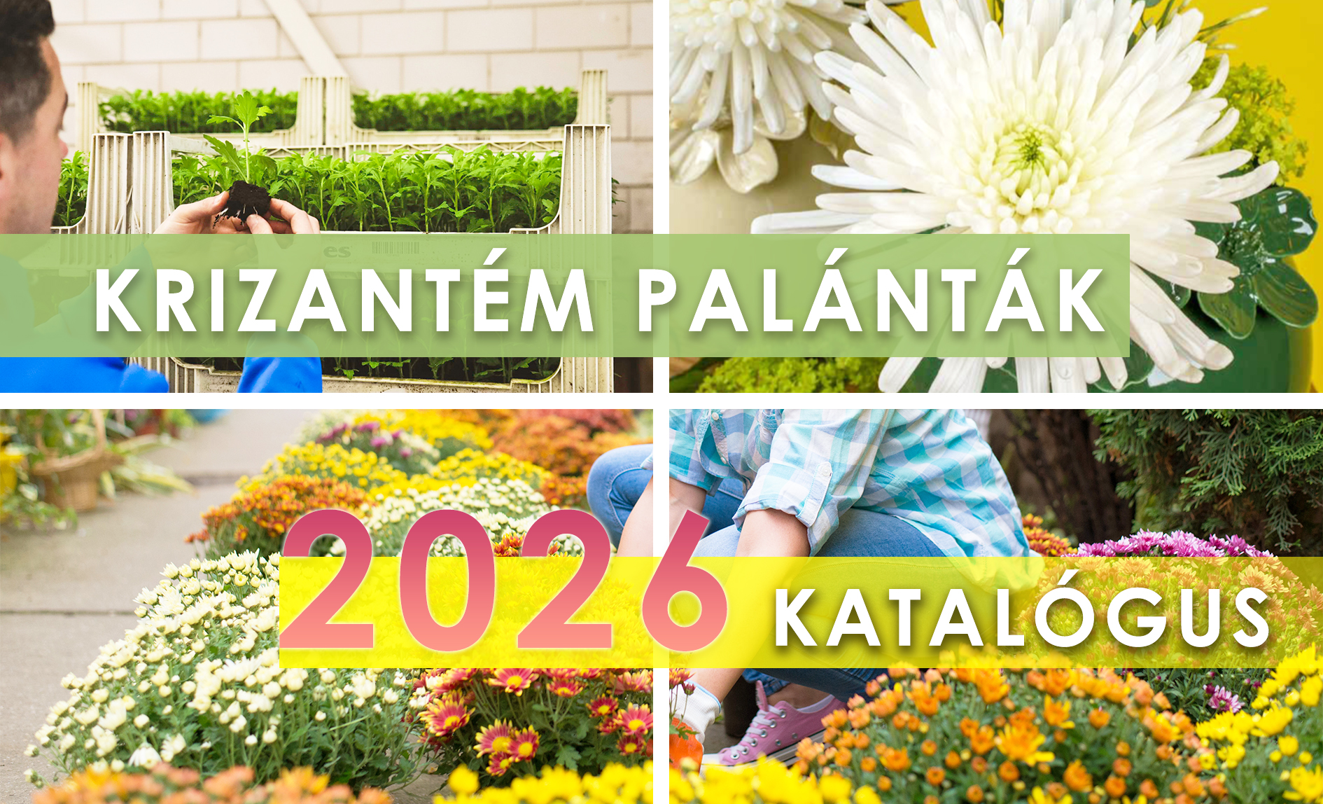 Krizantém palánták