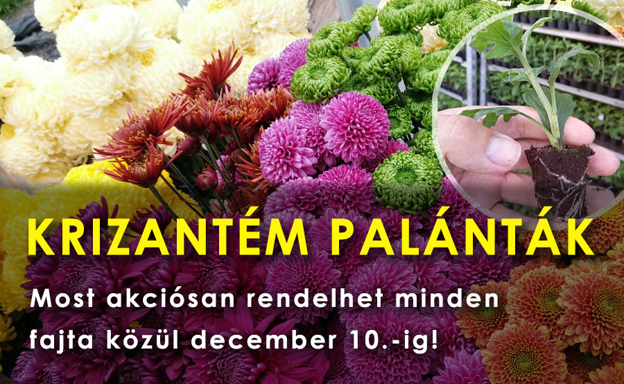 Krizantém palánták