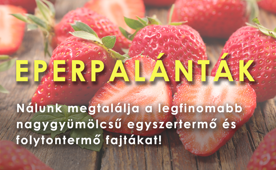 Eperpalánták