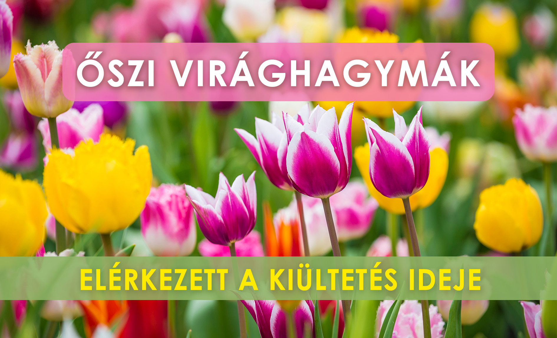Őszi virághagymák