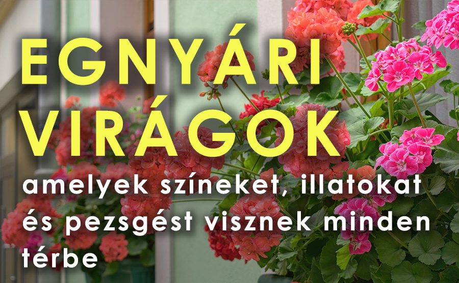 Egynyári virágok, balkonnövények