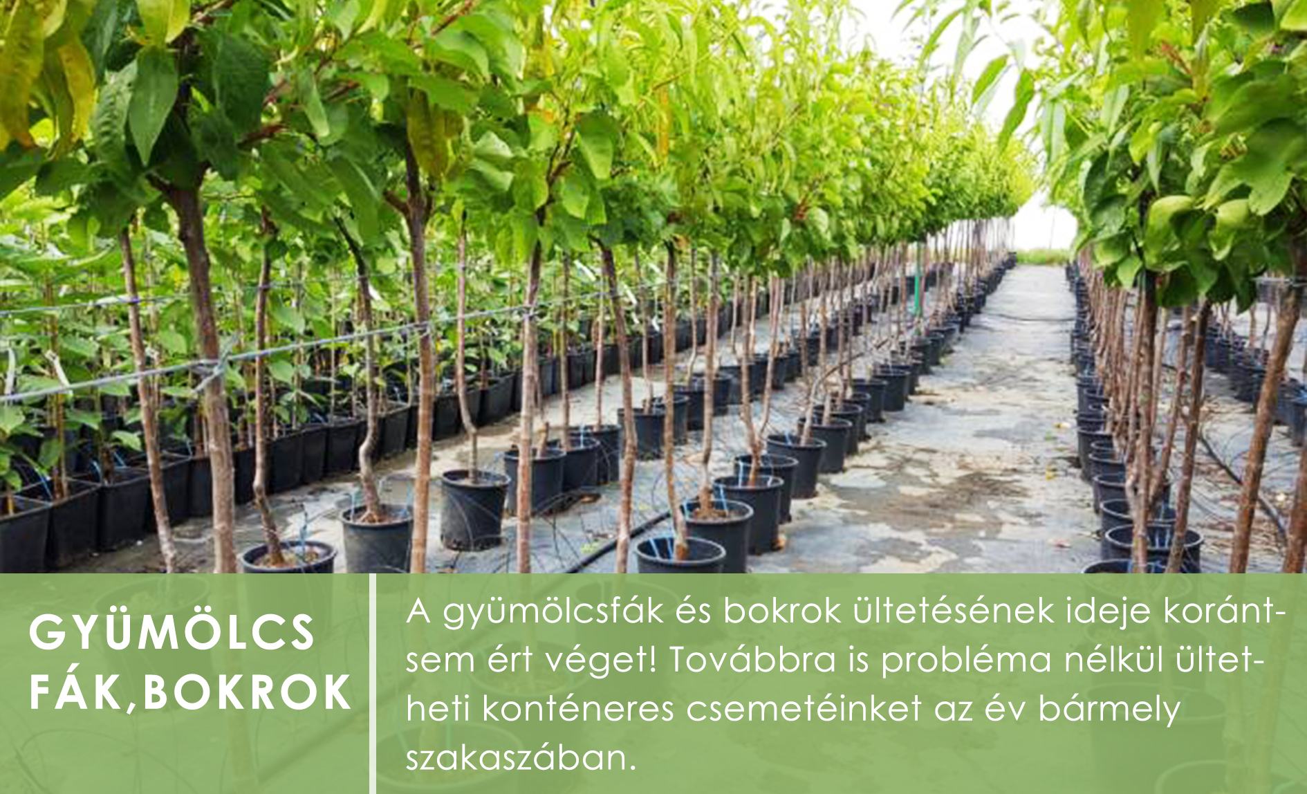 Konténeres gyümölcsfák és bokrok