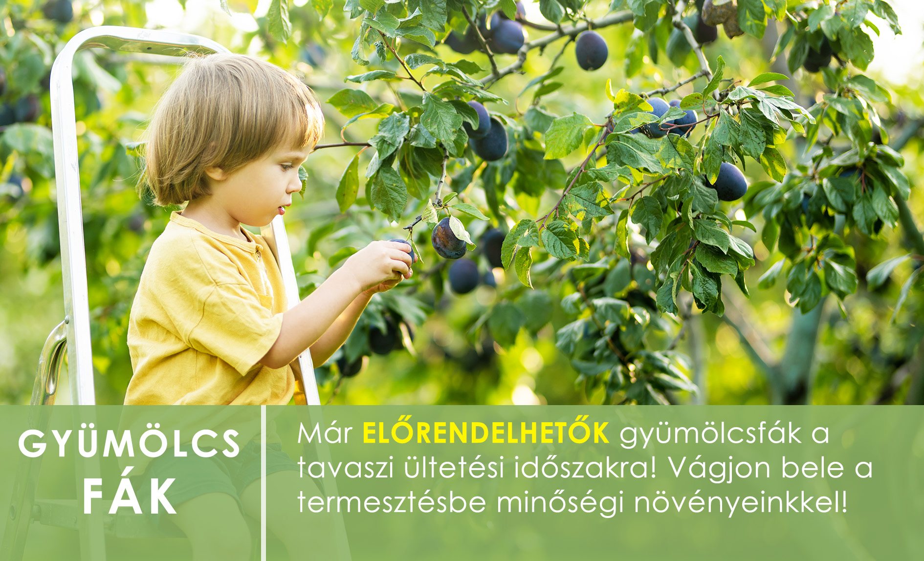 Eladó gyümölcsfák