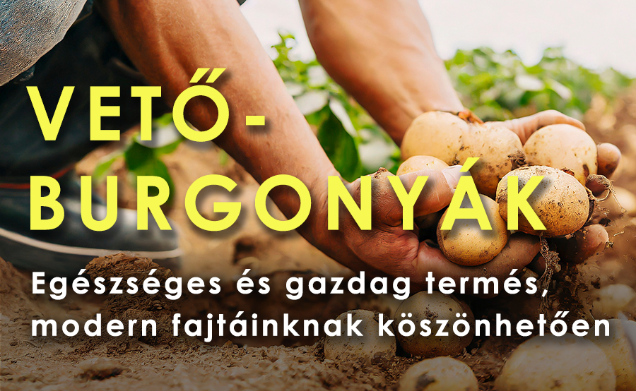 Ültetési burgonya