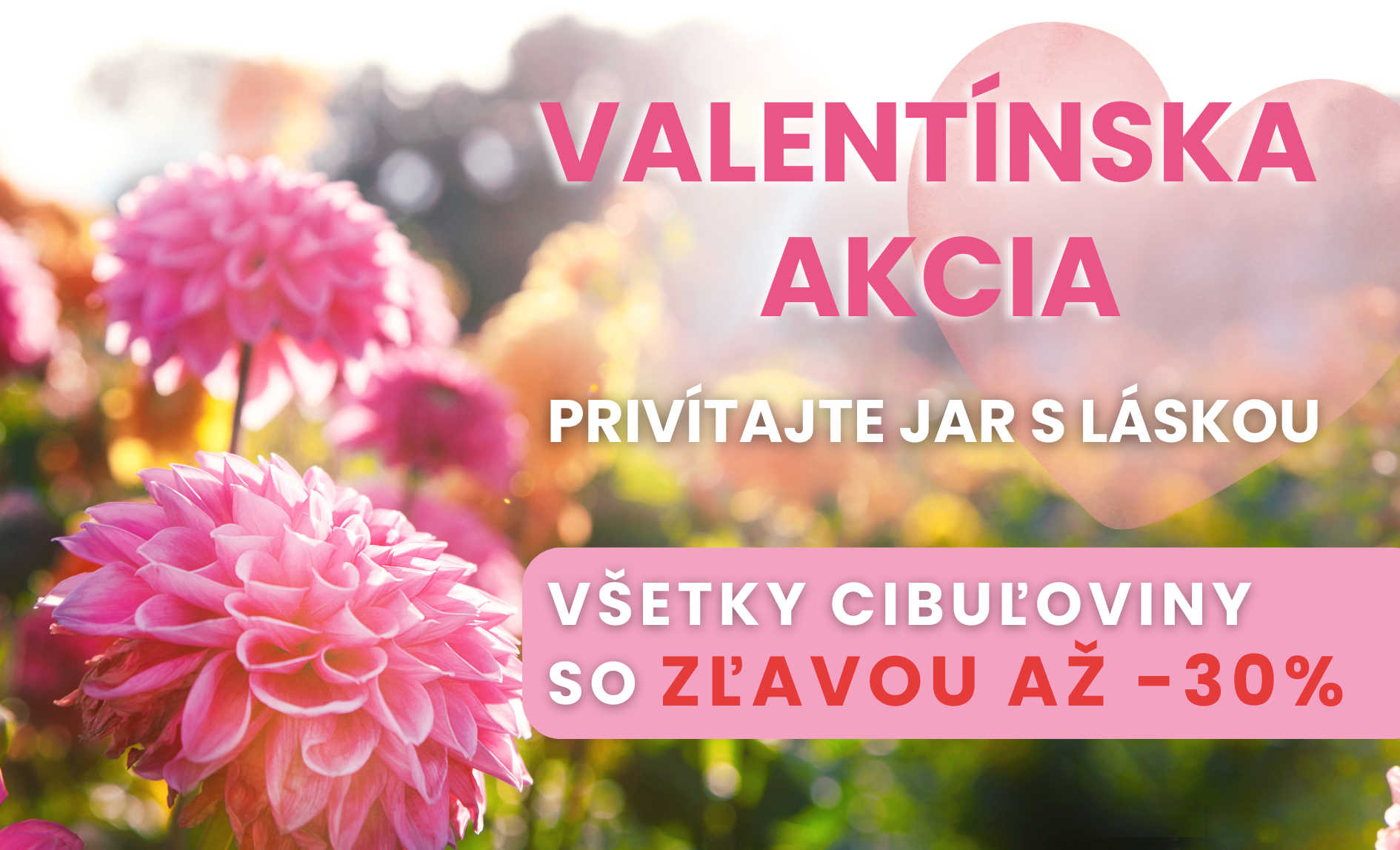 Valentínska akcia na jarné cibuľoviny