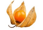 Machovka (physalis)