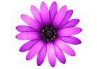 Osteospermum