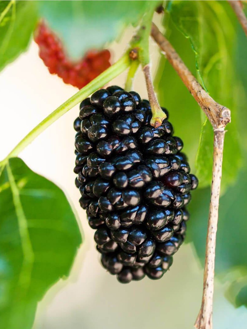 Маленькие черные ягоды. Morus nigra. Чёрная ягода на дереве. Черные ягодки на дереве. Деверо с черной янодой.