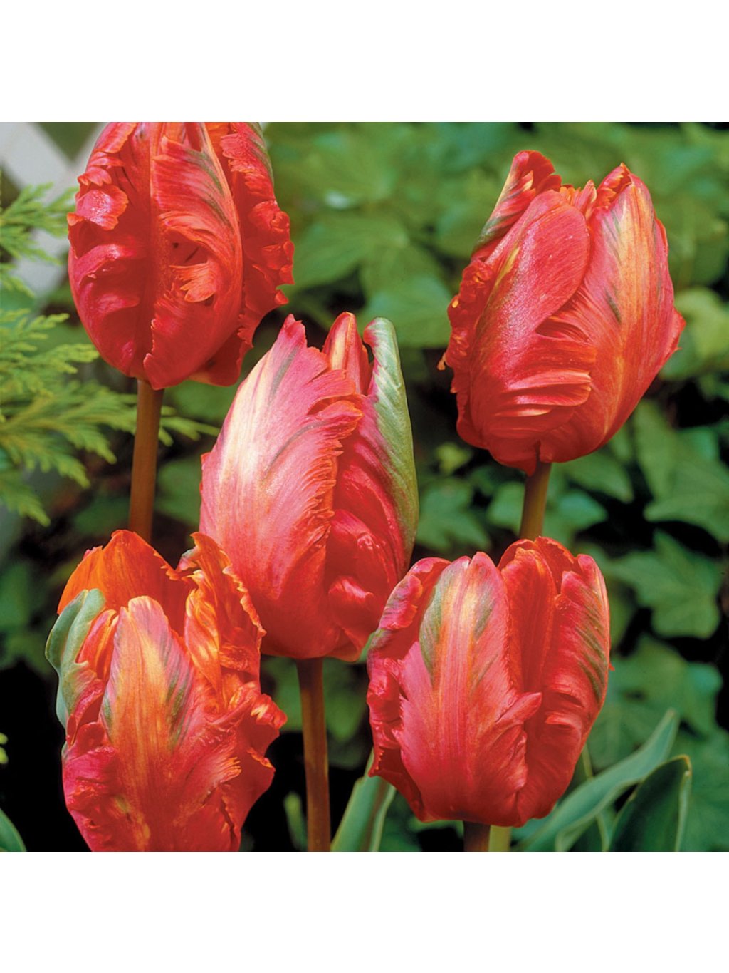 tulip orangefavourite 0002906 77799