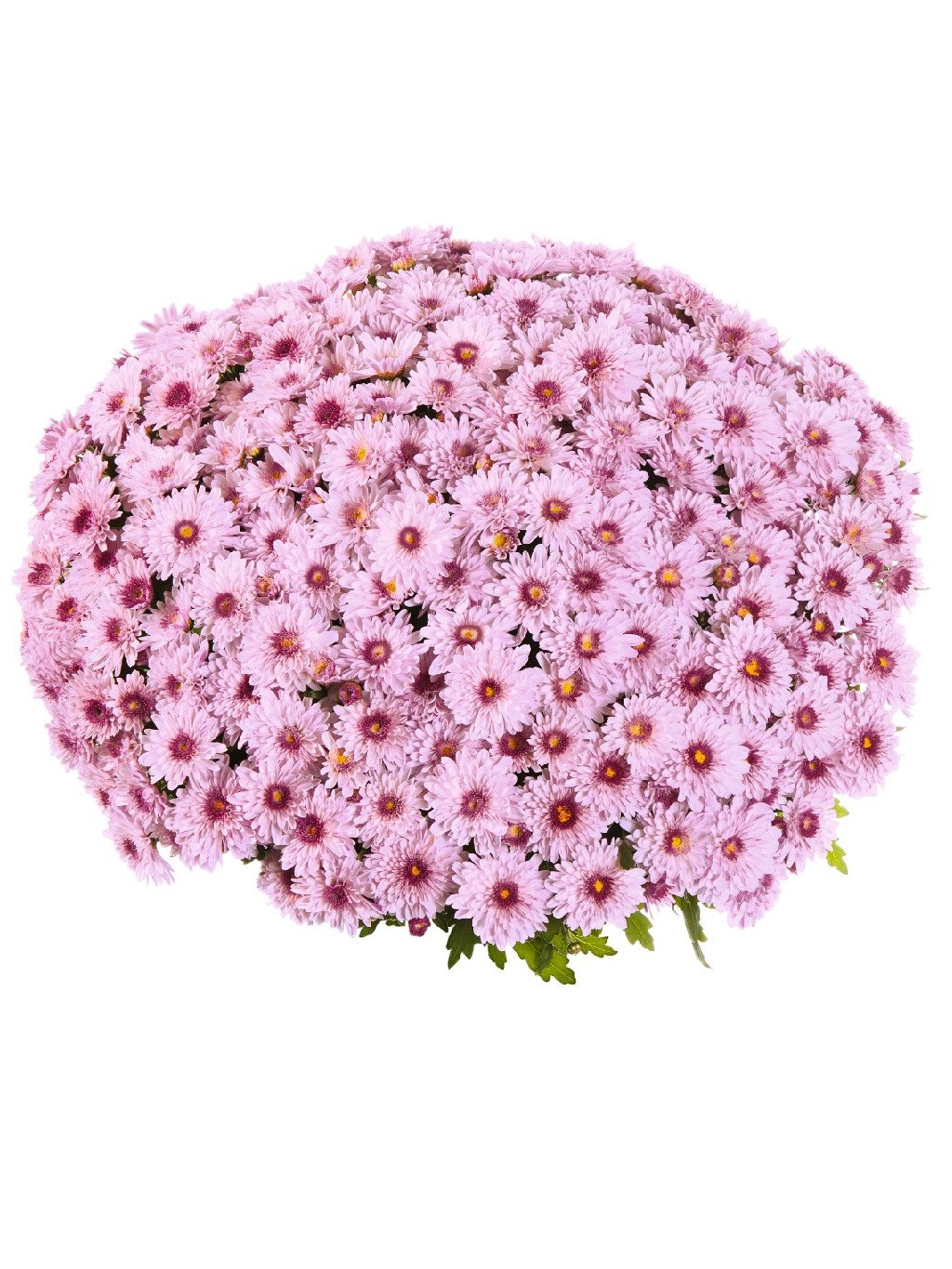 Chryzantémy črepníkové multiflora 'PODIUM PINK BICOLOR®'