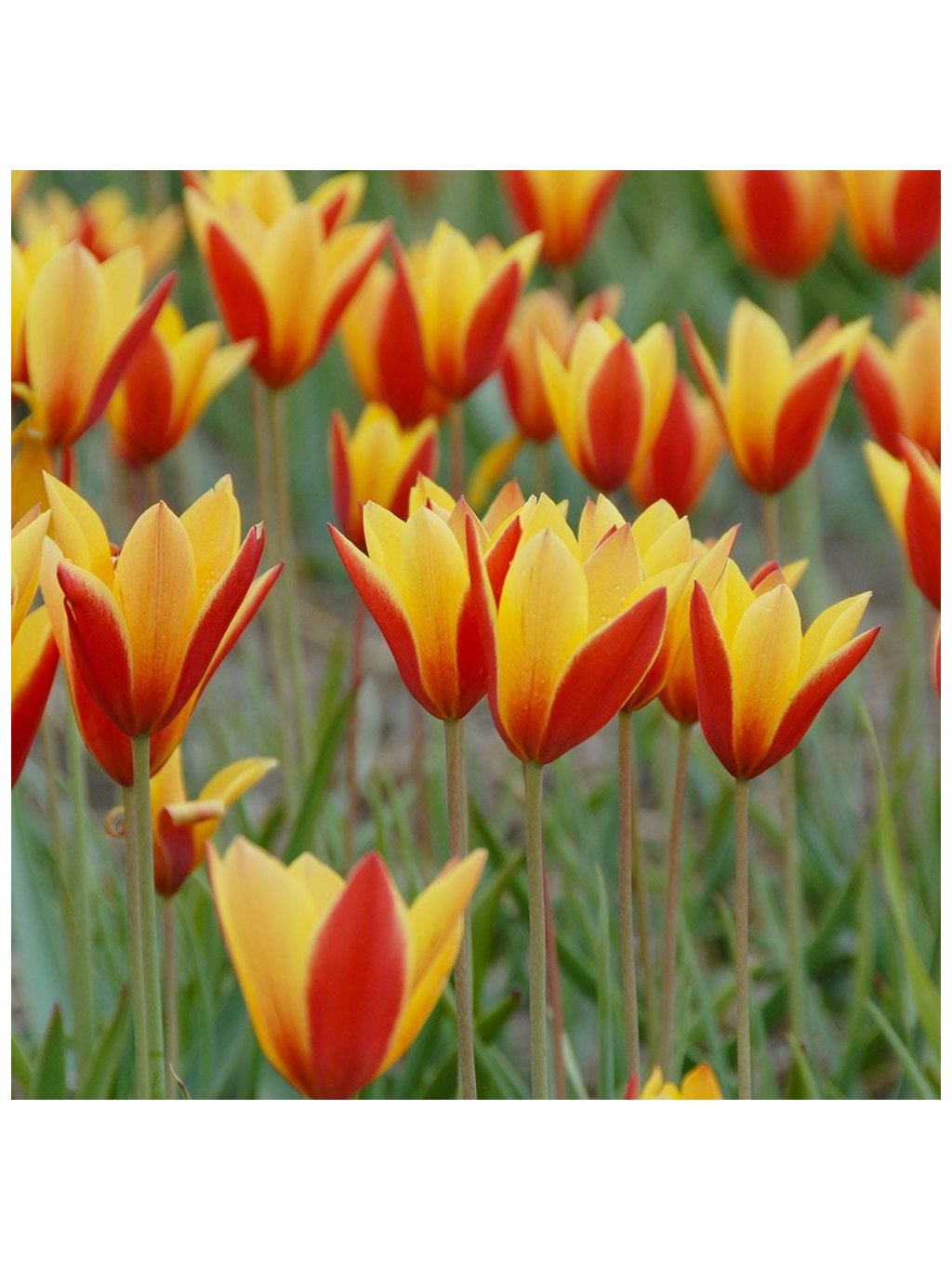 Тюльпаны ботаник. Тюльпан Клузиана Tulipa clusiana. Clusiana chrysantha тюльпан. Тюльпан chrysantha Tubergen's Gem. Тюльпан Ботанический Баталини Брайт.
