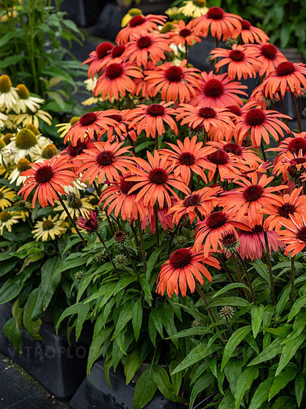 Echinacea sunmagic vintage orange 1
