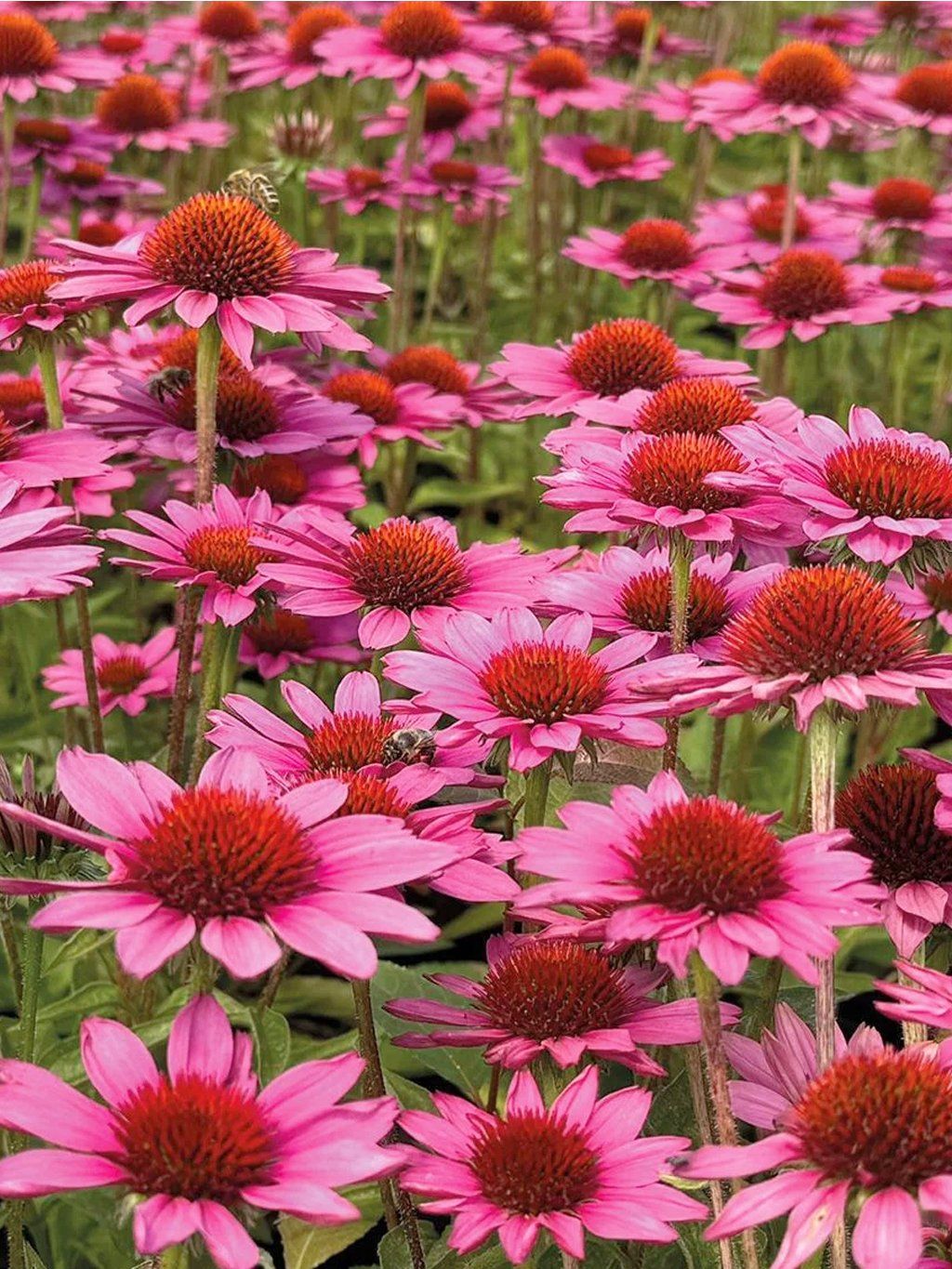 echinacea vintage pink