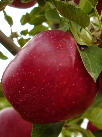Jabloň jesenná 'RED CHIEF' podp. M9, voľnok.