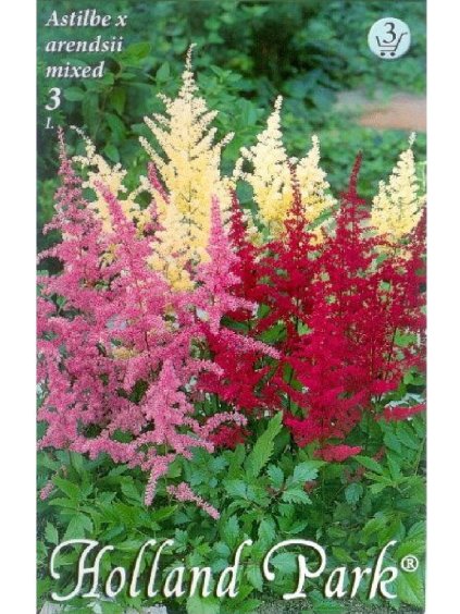 Astilbe Farebný Mix 3ks 2