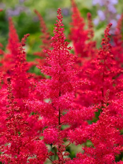 Astilbe Červený