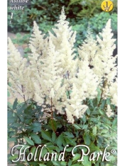 Astilbe Biely 1ks 2
