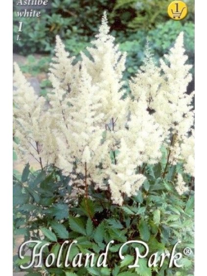 astilbe white