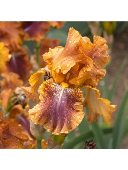 Iris germanica Autumn Leaves 0013790 23818