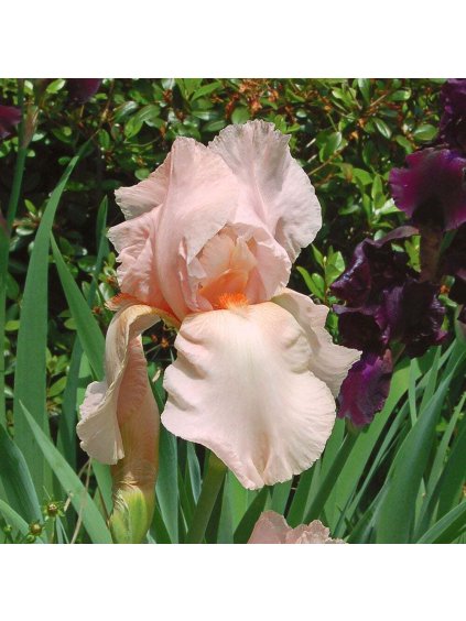 Kosatec - Iris germanica 'Pink'