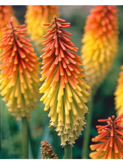 ezgif.com webp to jpg (24)