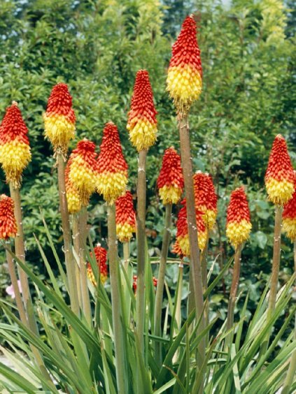 kniphofia