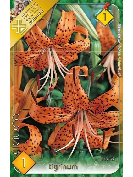 lilium tigrinum