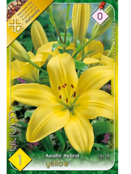 lalia yellow 1