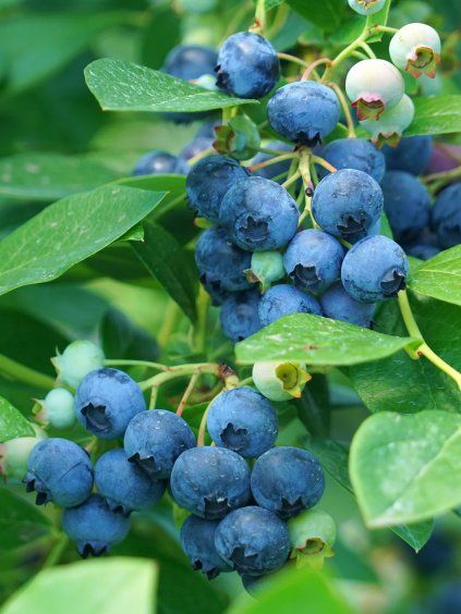 cucoriedka kanadska hannah choice