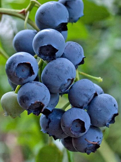 hortblue petite