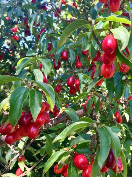 cornus mas