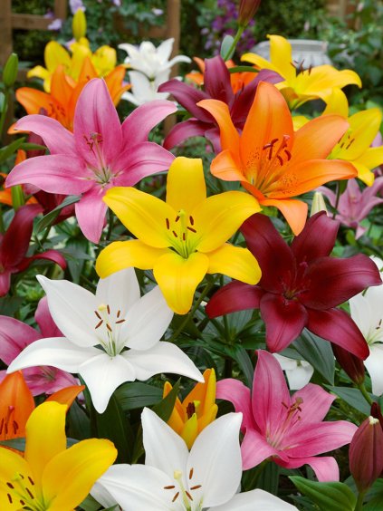 asiatic mixed