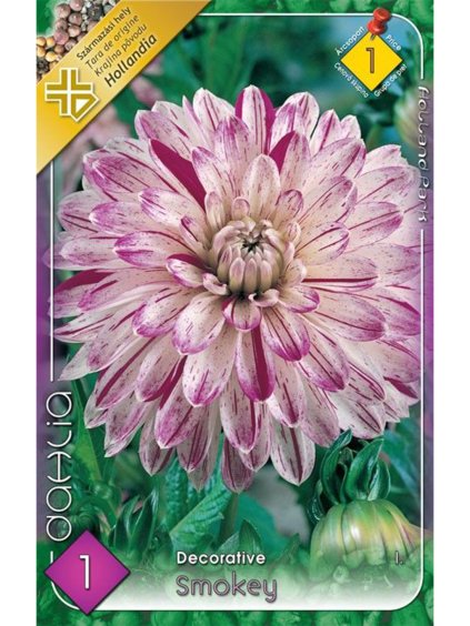 dalia dekorativna smokey